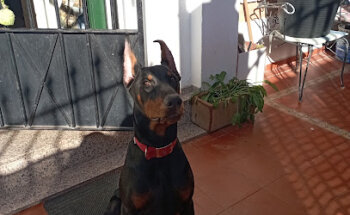 CLINICA VETERINARIA ASTIGI