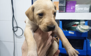 Veterinary Clinic Marquesa de Pinares