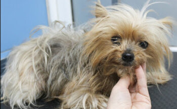 Clinica Veterinaria San Antón Playa Flamenca