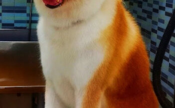 Peluqueria canina, tienda animales, Cat-Can Animal Scp