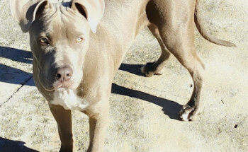 Mayor Veterinary Clinic