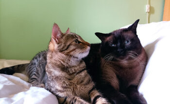 Consulta Veterinaria Leo Ponz