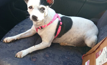 Centro Veterinario La Palma