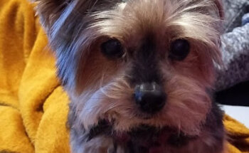 The Union Veterinary Clinic