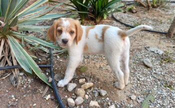 Pat & Pet Veterinaria