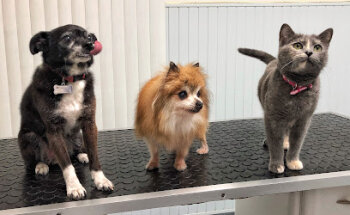 Clínica Veterinaria Andújar