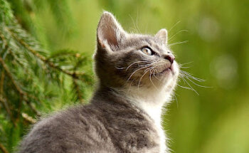 Clínica Veterinaria Eluvet