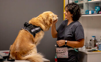 Clínica Veterinaria Animalicos