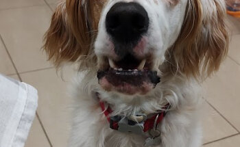 Veterinaria Cala Millor