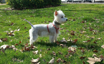 Arca de Noé Clínica Veterinaria