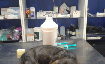 Centro Veterinario Espiel