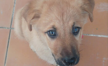 Centro Veterinario Mervet Valle de Mena