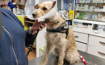 C.Veterinario Gessa Animal