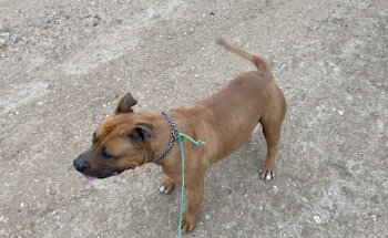 Gandhi Veterinary Clinic