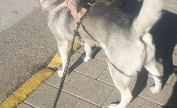 CLINICA VETERINARIA NAVARRO