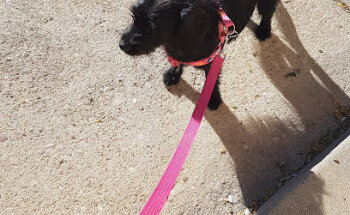 Centro Veterinario Santa Cruz (Bazar de la Mascota)