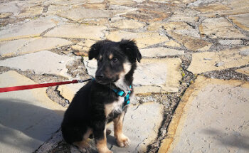 Veterinaria Ganavic, S.L.