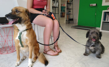 Centro Veterinario Manchuela