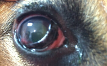 Eluvet Clinica Veterinaria