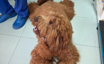 CLINICA VETERINARIA EN SALDAÑA Centro Veterinario Palentino S.L. CEVEPA( Urgencias 24 h)