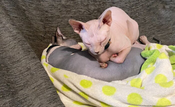 Centro Veterinario Bienestar Animal