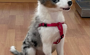 Clínica Veterinaria Hubara