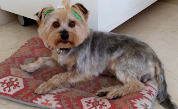 Centre Veterinari Rodamón