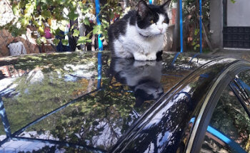 Veterinary Center Alberche