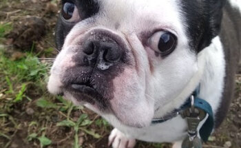 GUARDERIA canina,felina y equina NUMA