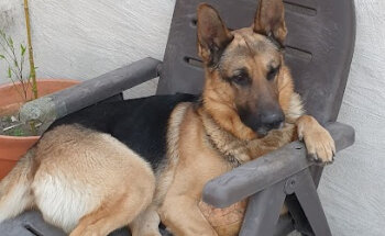 Veterinaria Zarpiñas