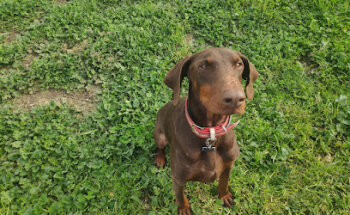 Clínica Veterinaria Misnininos