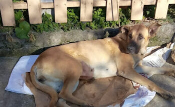 Savivet Clínica Veterinaria