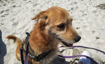 Centro Veterinario Sigüeiro