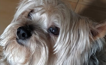 Clínica Veterinaria Riveira