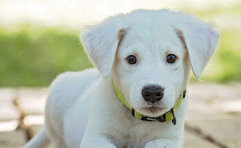 Clinica Veterinaria Vilalba