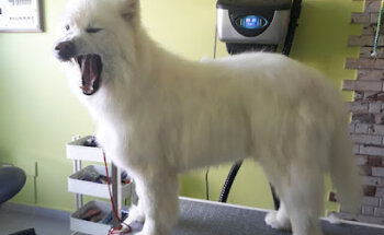 Clínica Veterinaria y Peluquería Criaturas