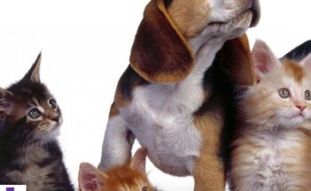 CLINICA VETERINARIA GUITIRIZ