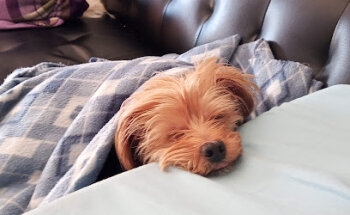 CLINICA VETERINARIA MASCOTAS RIVEIRA