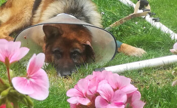 Clínica Veterinaria Aldur