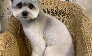 Clinica Veterinaria La Guardia