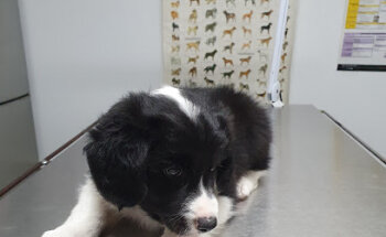 Consulta Veterinaria 