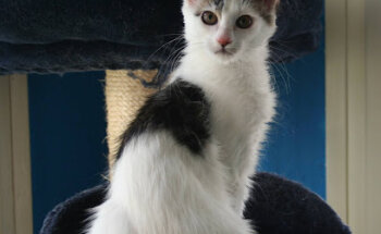 Agaba Centro Veterinario