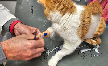 Antonio De Olives Levy