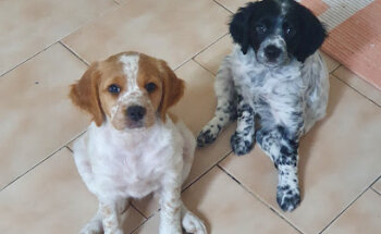 Logamer Piensos NANTA