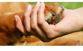 Clínica Veterinaria Les Coves