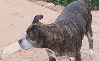 Clinica Veterinaria Cervet