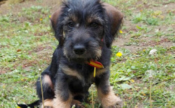 CENTRO VETERINARIO MARINA DEL VALLE