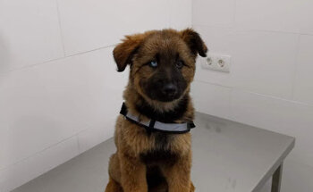 Centro Veterinario La Guancha