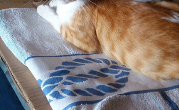 Sanavet Consulta Veterinaria