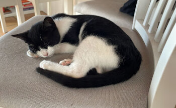 Consultorio Veterinario Yolanda